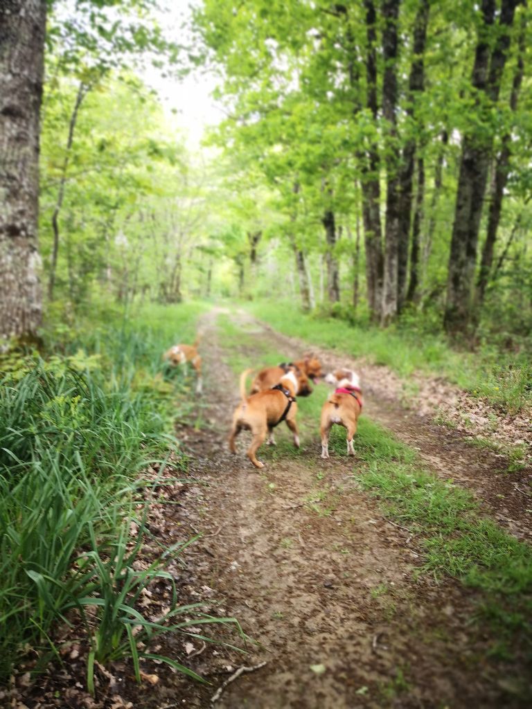 Ballade en forêt