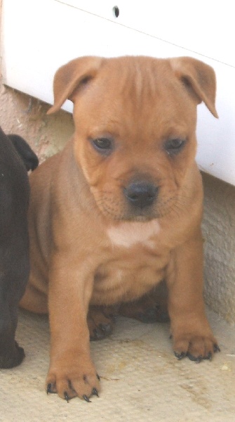 photo de chiot 
